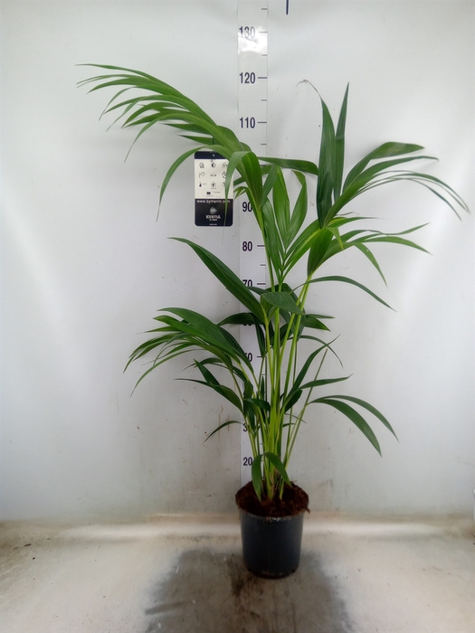 <h4>Howea forsteriana</h4>