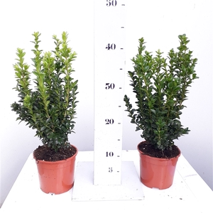 Buxus sempervirens 25-30cm struik