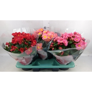 Begonia elat. HL 'Belove'   ...mix