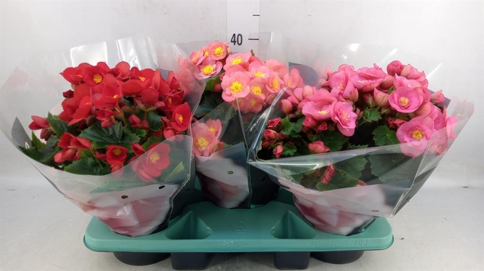 <h4>Begonia elat. HL 'Belove'   ...mix</h4>