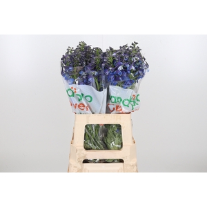 Delphinium Donna