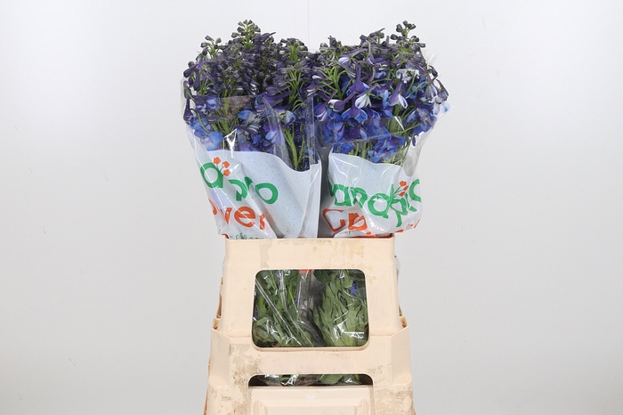 <h4>Delphinium Donna</h4>