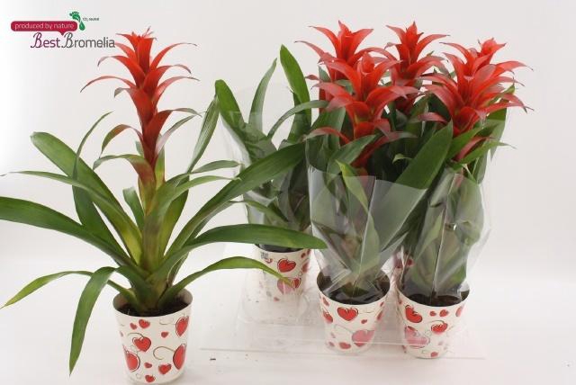 <h4>GUZM ALLURA</h4>