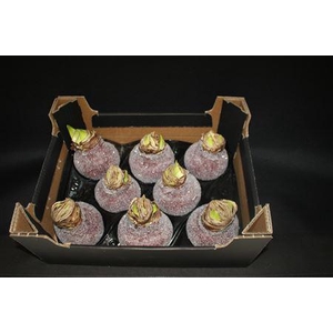 Amaryllis Wijnrood Glitter