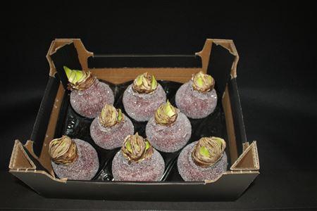<h4>Amaryllis Wijnrood Glitter</h4>