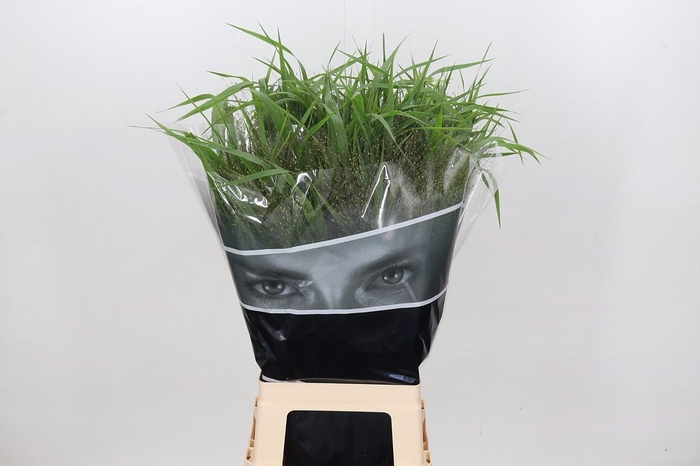 Panicum Fountain zw  (min 3 shelve)