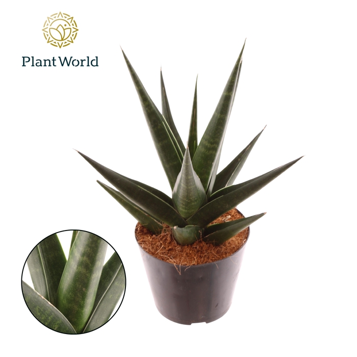 <h4>Sansevieria Maik - Blade</h4>
