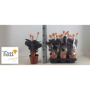 Calathea crocata