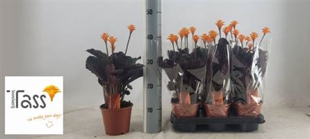 <h4>Calathea crocata</h4>