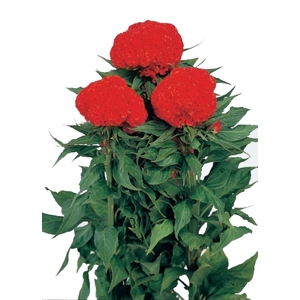 CELOSIA RED CHIEF 060 CM VERMELHO