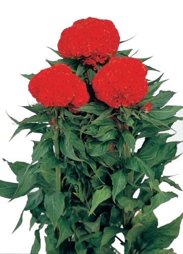 <h4>CELOSIA RED CHIEF 060 CM VERMELHO</h4>