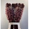 EUCOMIS SP BURGUNDY