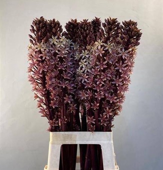 EUCOMIS SP BURGUNDY