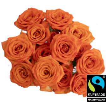 <h4>R Tr Orange Jewel PT 50cm EC</h4>