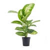 DIEFFENBACHIA TROPIC SNOW P15