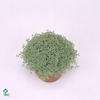 Soleirolia soleirolii Variegata 8Ø 10cm