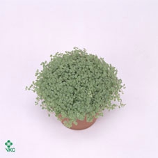 Soleirolia soleirolii Variegata 8Ø 10cm
