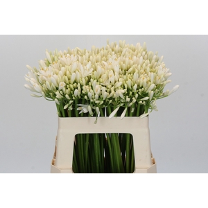 Agapanthus EYFORI White