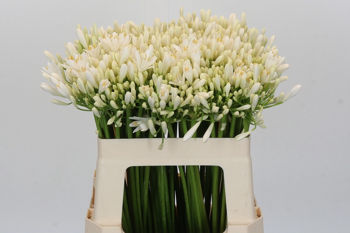 <h4>Agapanthus EYFORI White</h4>