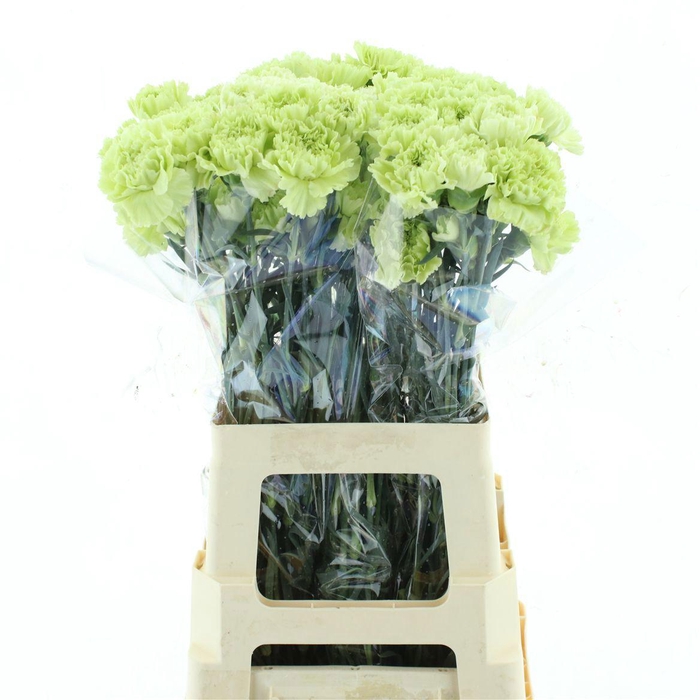 <h4>DI ST LADY GURIN</h4>