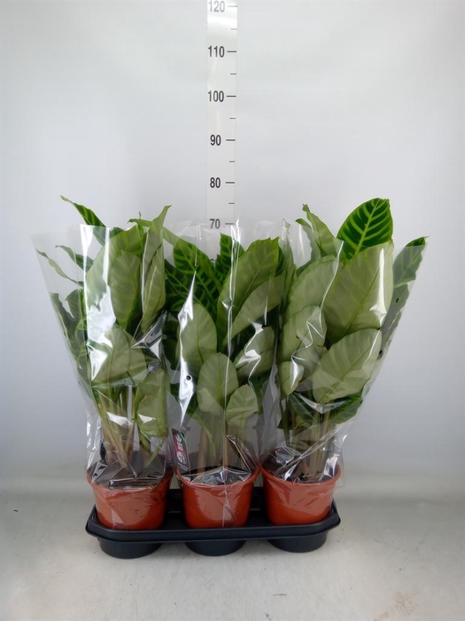 <h4>Calathea zebrina</h4>