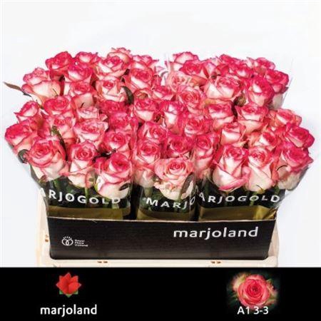 <h4>R Gr Jumilia</h4>