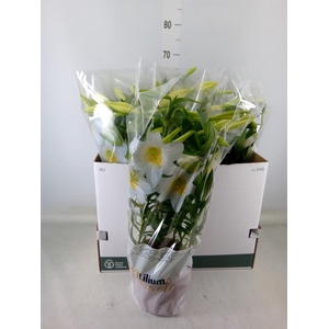 Lilium long. 'Miracle'