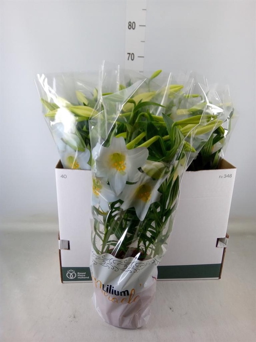 <h4>Lilium long. 'Miracle'</h4>