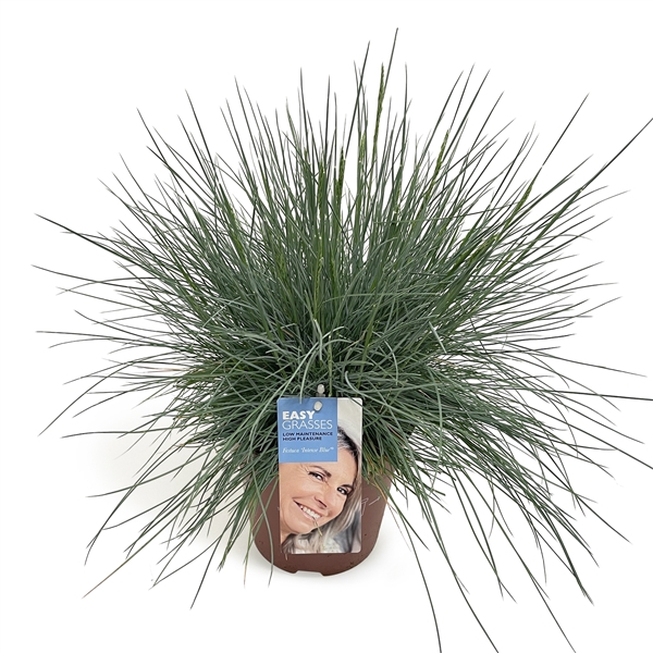 Festuca glauca Intense Blue®