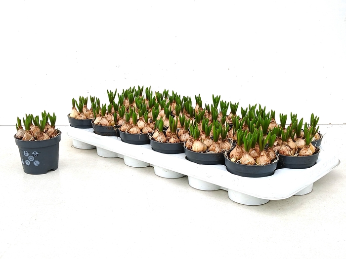 <h4>MUSCAR BLUE MAGIC</h4>