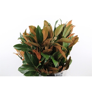 Magnolia 300gr P Bunch