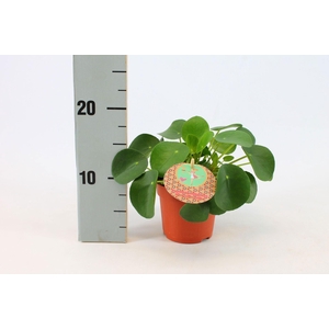 Pilea Peperomioides 10,5cm Nederlands etiket