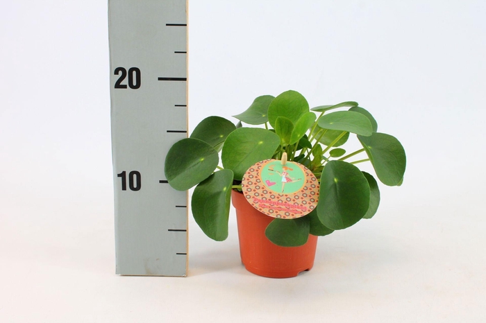 <h4>Pilea Peperomioides 10,5cm Nederlands etiket</h4>