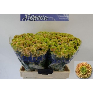 CHR S AAA JEANNY PEA