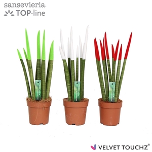 Sansevieria VELVET TOUCHZ® Italië