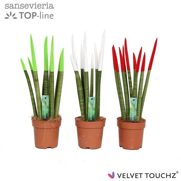 <h4>Sansevieria VELVET TOUCHZ® Italië</h4>