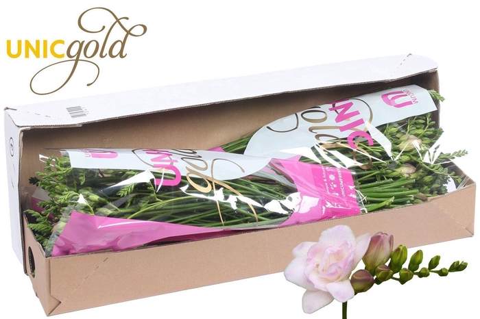 <h4>Freesia du Rosario</h4>
