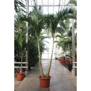 Veitchia merrillii 2pp
