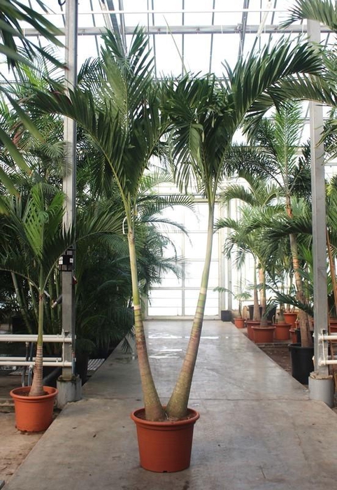 <h4>Veitchia merrillii 2pp</h4>