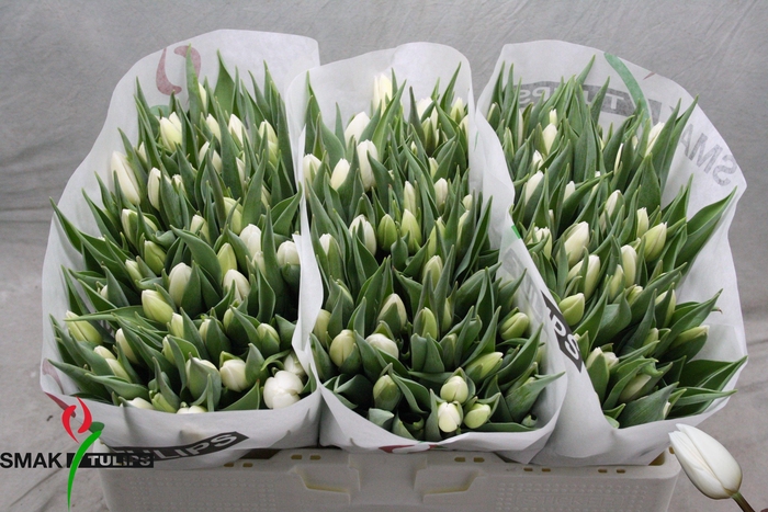 <h4>TU EN WHITE PRINCE</h4>