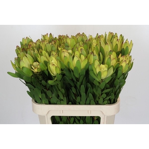 Leucadendron Goldstrike