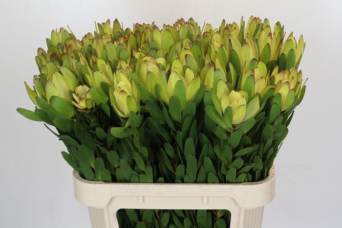 Leucadendron Goldstrike