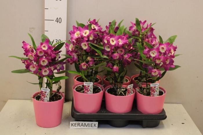 <h4>ARR KAMERPL BLOEI</h4>