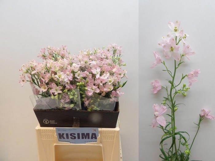 <h4>DELPH EN M SUG PINK</h4>