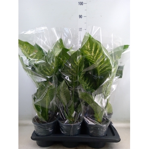 Dieffenbachia seg. 'Tropic Snow'