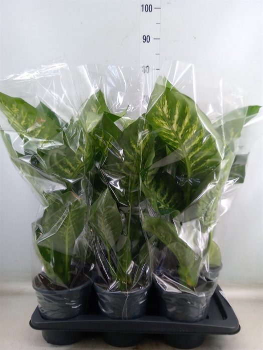<h4>Dieffenbachia seg. 'Tropic Snow'</h4>