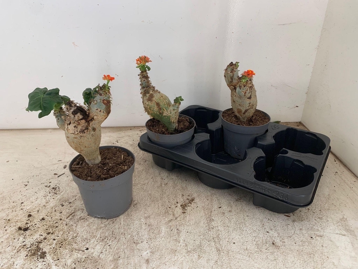 <h4>JATROPHA POD</h4>