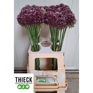 ALLIUM PURPLE MYSTERY ALLIUM PURPL