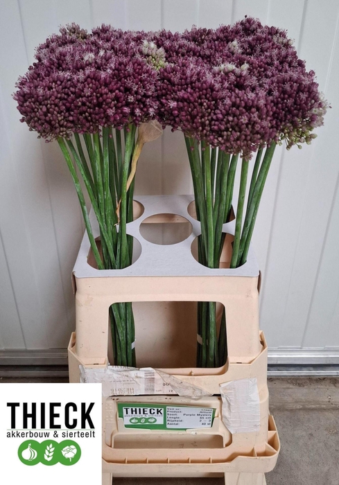 <h4>ALLIUM PURPLE MYSTERY ALLIUM PURPL</h4>