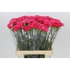 Dianthus St Lamoira